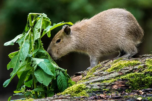 Zoo Capybara Savec — Stock fotografie