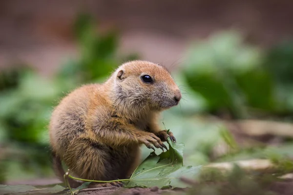 Svartstjärtad Prärie Zoo — Stockfoto