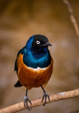 Hayvanat bahçesinde üç renkli Starling 