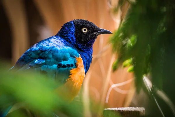 Trzy Kolorowe Starling Zoo — Zdjęcie stockowe