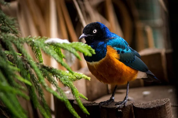 Trzy Kolorowe Starling Zoo — Zdjęcie stockowe