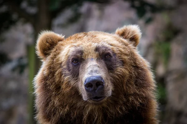 Oso Pardo Zoológico —  Fotos de Stock