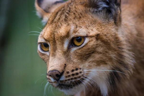 Portrait Lynx Eurasien Dans Nature — Photo