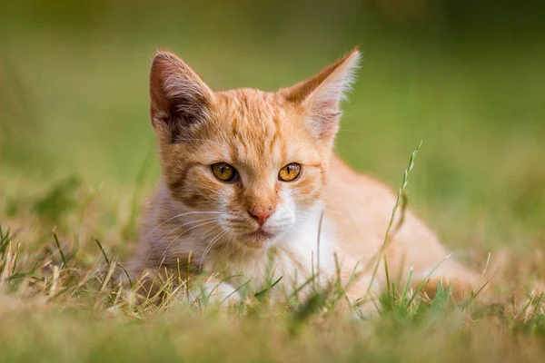 Gato Doméstico Hogar — Foto de Stock
