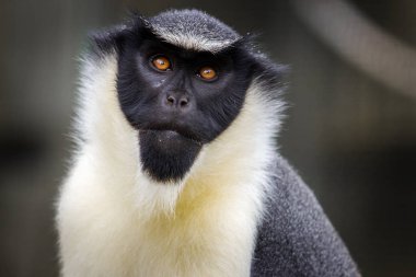 hayvanat bahçesi parkta marmoset maymun