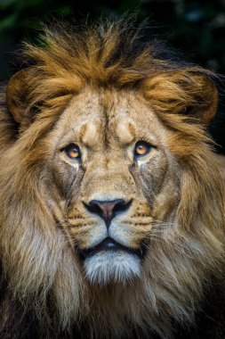 aslan portre siyah izole