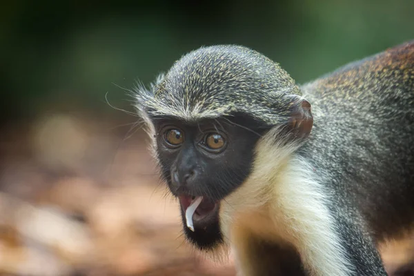 Pazurczatka Monkey Zoo Park — Zdjęcie stockowe
