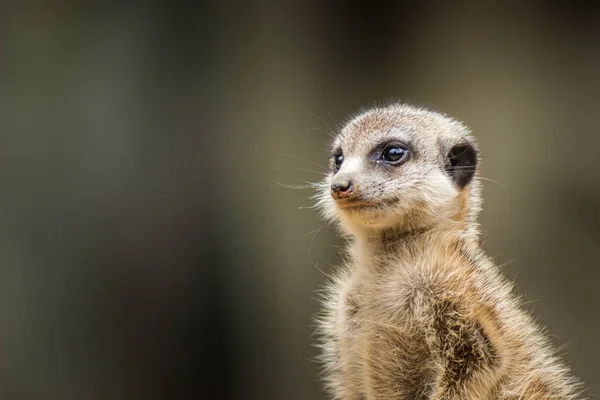 Surikata Portrét Izolovaný Přírodě — Stock fotografie