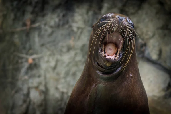 Lion Mer Dans Océan — Photo