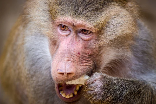 Babbuino Scimmia Ritratto Nello Zoo — Foto Stock