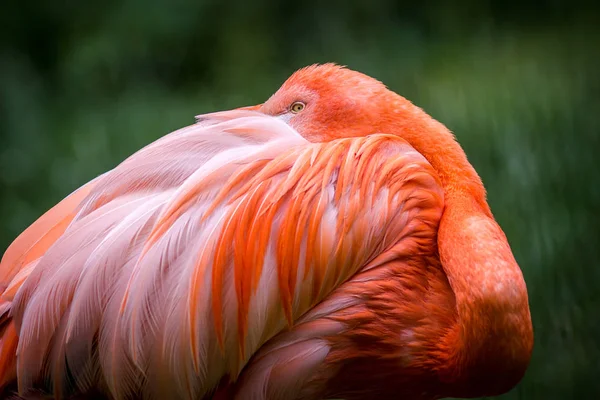 Różowy Portret Flaminga Zoo — Zdjęcie stockowe