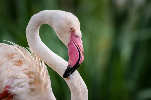 Pink Flamingo Portrait Zoo Royalty Free Stock Images