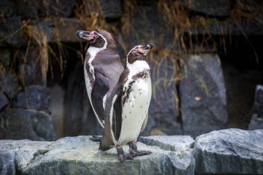 Hayvanat bahçesinde iki penguenler
