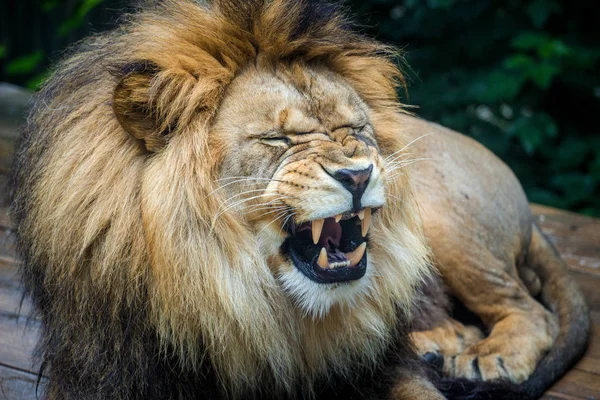 Aggressive Lion Portrait Nature — Stock Photo, Image