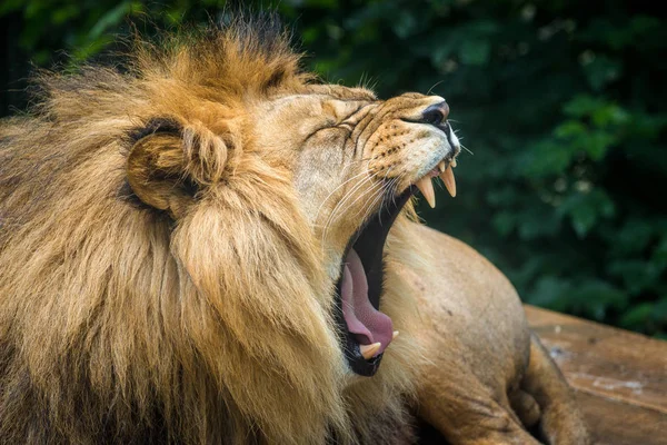 Aggressive Lion Portrait Nature — Stock Photo, Image