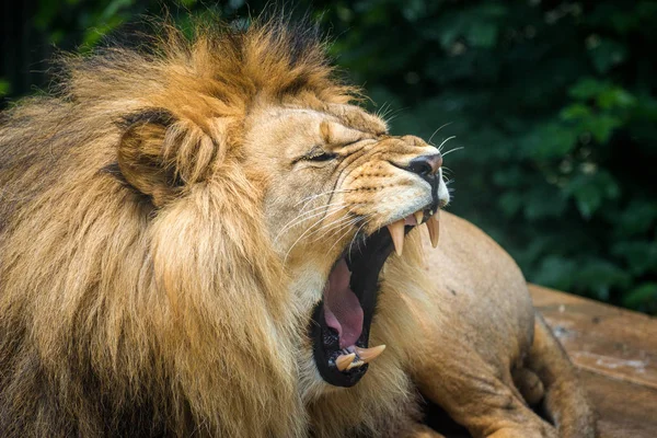 Aggressive Lion Portrait Nature — Stock Photo, Image