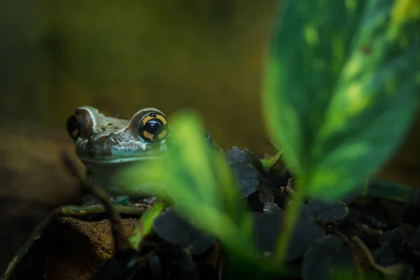 动物园里青蛙 — 图库照片