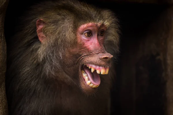 Impermeabile Babbuino Nella Natura — Foto Stock