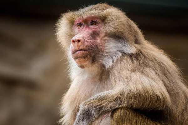 Raincoat Baboon Nature — Stock Photo, Image