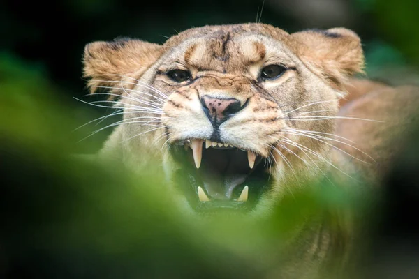 Löwenporträt Der Natur — Stockfoto