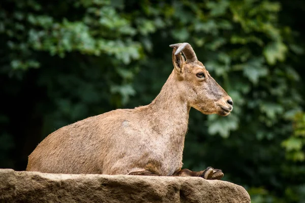 Naturaleza Del Mamífero Caprino — Foto de Stock