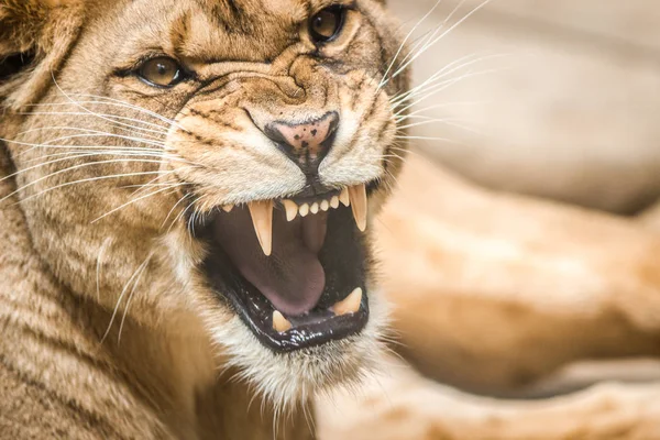 Lioness Portrait Nature — Stock Photo, Image