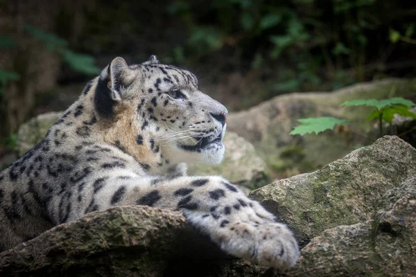 Snow Leopard Portré Jellegű — Stock Fotó