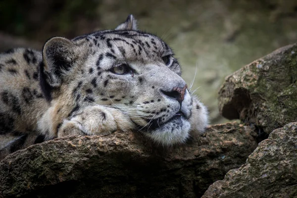 Schneeleoparden Porträt Der Natur — Stockfoto