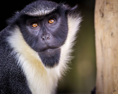 doğada marmoset maymun portre