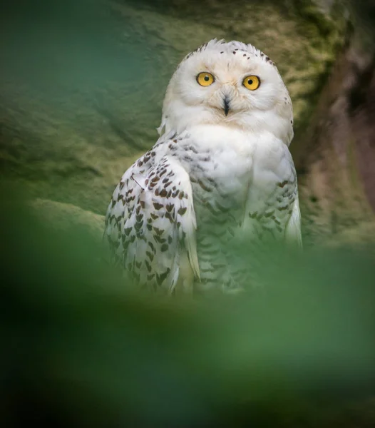 Hayvanat Bahçesinde Karlı Baykuş Kuş — Stok fotoğraf
