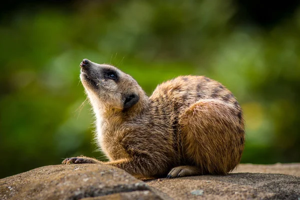 Meerkat Θηλαστικό Στη Φύση — Φωτογραφία Αρχείου