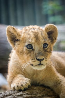 hayvanat bahçesinde genç aslan portresi 