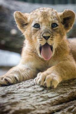 hayvanat bahçesinde genç aslan portresi 