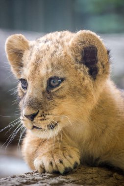 hayvanat bahçesinde genç aslan portresi 
