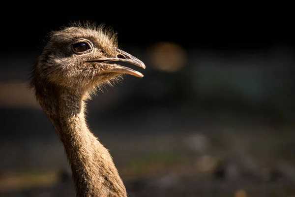 Nandu Strusia Ptak Zoo — Zdjęcie stockowe
