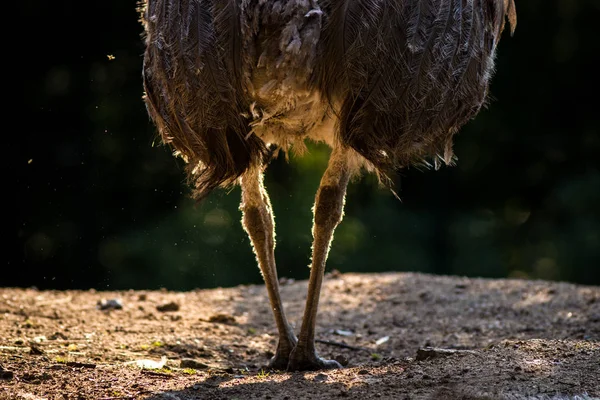 Ave Avestruz Nandu Zoológico — Fotografia de Stock