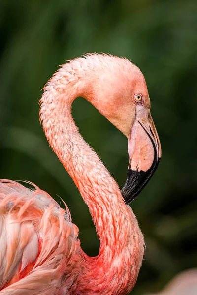 Różowy Portret Flaminga Przyrodzie — Zdjęcie stockowe