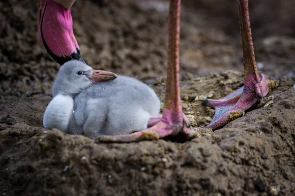 Junger Flamingo Der Natur — Stockfoto