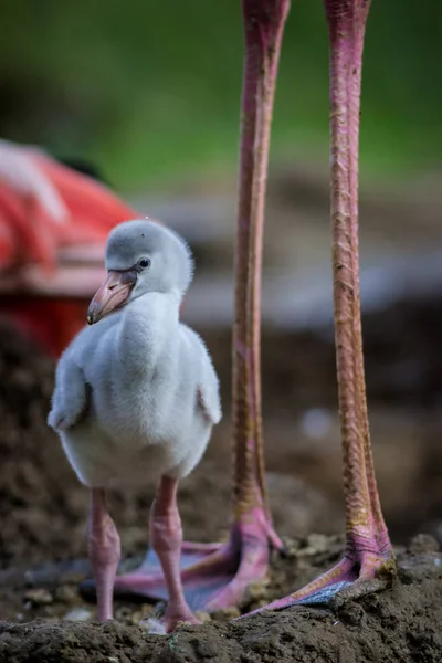 Doğada Genç Flamingo — Stok fotoğraf