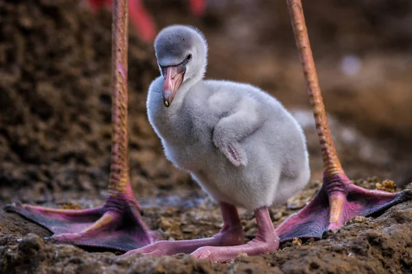 Fiatal Flamingó Természetben — Stock Fotó