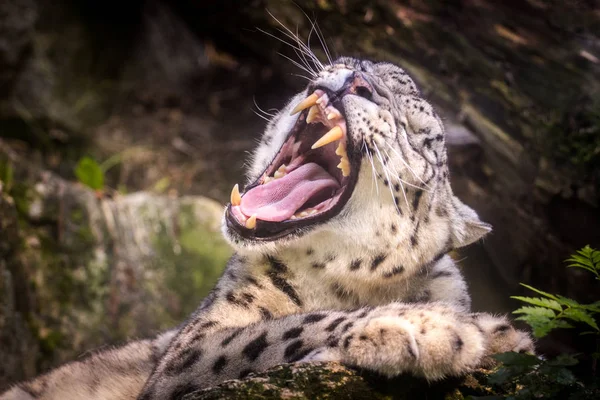 Leopardo Nieve Irbis Retrato — Foto de Stock