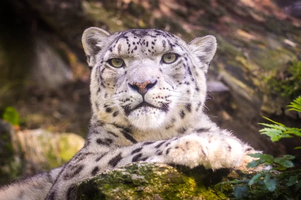 Leopardo Nieve Irbis Retrato — Foto de Stock