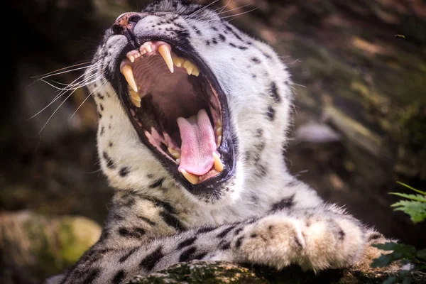Leopardenschnee Irbis Portrait — Stockfoto