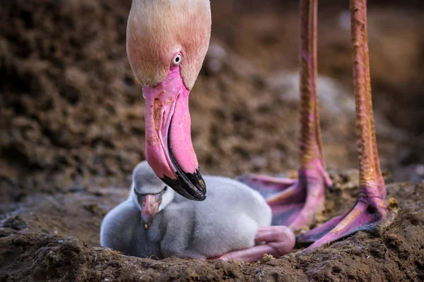 Young Flamingo Nature Royalty Free Stock Photos