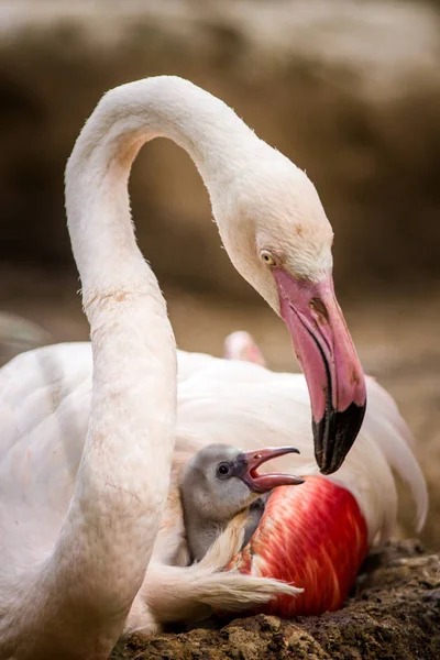 Junge Rosa Flamingo Porträt Zoo — Stockfoto