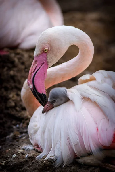 Młody Różowy Portret Flaminga Zoo — Zdjęcie stockowe