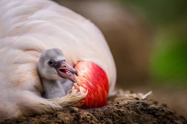 Hayvanat Bahçesinde Genç Pembe Flamingo Portre — Stok fotoğraf