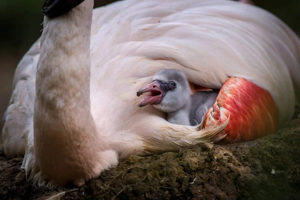 Young Pink Flamingo Portrait Zoo — Stock Photo, Image