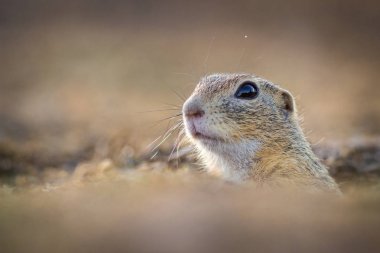 doğada toprak sincap
