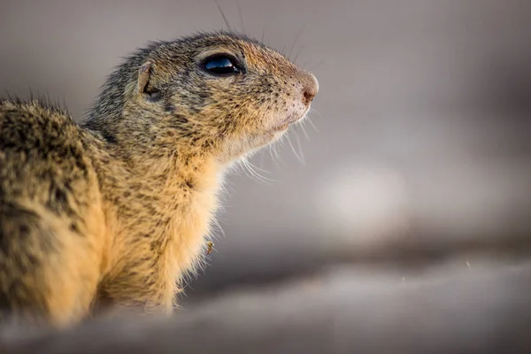 Scoiattolo Terra Nella Natura — Foto Stock